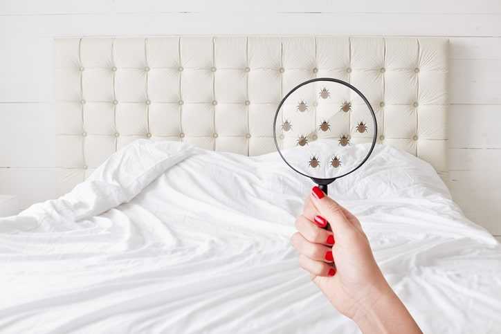 Why Bed Bug Infestations Spread Faster Than Homeowners Expect