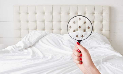 Why Bed Bug Infestations Spread Faster Than Homeowners Expect